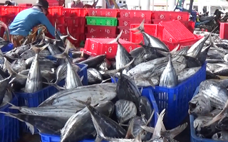Ngư dân Khánh Hòa 'trúng đậm' mẻ cá ngừ, thu hoạch hàng trăm triệu đồng
