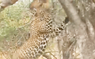 Video: Báo hoa mai 'đánh đu' với con mồi mắc kẹt trên cành cây