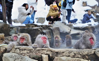 Video: Đàn khỉ tuyết tắm suối nước nóng, du khách thích thú