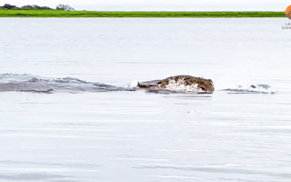 Video: Màn rượt đuổi gay cấn của cá sấu trước con mồi linh dương