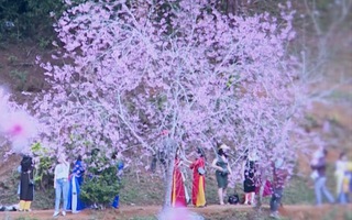 Video: Hoa anh đào khoe sắc thu hút du khách tại ‘Đà Lạt 2’ của Tây Nguyên