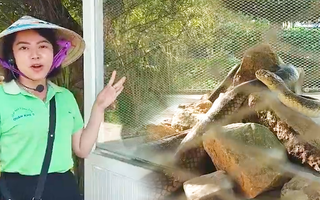 Video: Cận cảnh hổ mang chúa 17kg, dài 4m ở đảo Phú Quốc, rất đông người đã ‘chạm mặt’