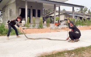 Video: Hổ mang chúa dài 3,6m bò vào nhà, lực lượng cứu hộ dùng tay không bắt gọn
