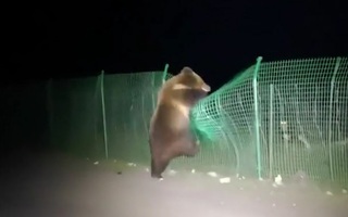 Video: Gấu nâu đi kiếm ăn bị đàn chó rượt phải leo hàng rào thoát thân