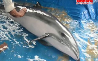 Cá heo 100kg dạt vào bờ