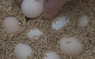 Phát hiện, xử lý 4.800 quả trứng gà không có kiểm dịch