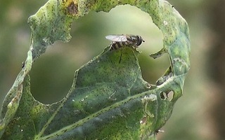 Đà Lạt thả ong ký sinh diệt sâu bọ