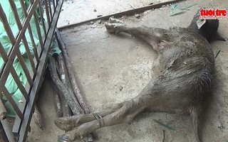 Nông dân điêu đứng vì trâu bò chết rét hàng loạt