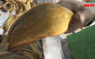 Dùng thức ăn "nhuộm màu" cho cá và lươn