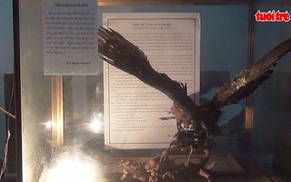 Chim đại bàng được dân làng giữ ướp xác 13 năm