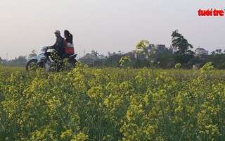 Giới trẻ nô nức kéo về Thái Bình xem hoa cải phủ vàng quê lúa
