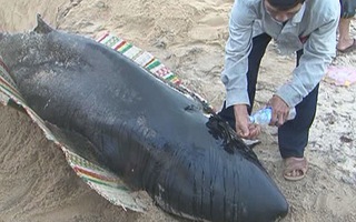 Quảng Ngãi chôn cất cá heo hơn 300kg dạt vào bờ