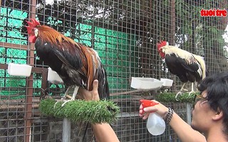 Độc đáo gà đuôi dài chơi Tết