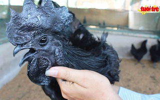 Độc đáo giống gà đen xuất hiện tại miền Tây