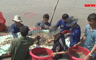 Tôm, lươn tăng giá người nuôi phấn khởi
