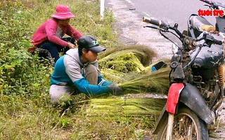 Bà con dân tộc huyện Khánh Vĩnh đổ xô đi hái đót
