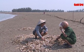 Hà Tĩnh: Nghêu chết hàng loạt