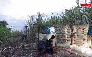 Tréo ngoe việc trả nợ bán mía cho dân bằng đường cát thành phẩm
