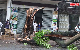 Mưa giông xé đôi gốc cây phượng vĩ cao hơn 20 mét