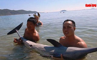 Cứu hộ thành công cá heo dạt vào bờ biển Nha Trang