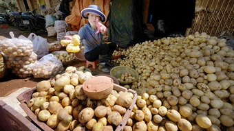 Thâm nhập “xưởng” làm giả khoai tây Trung Quốc thành Đà Lạt