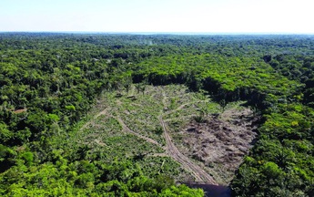 Ai đang cứu những cánh rừng Brazil?