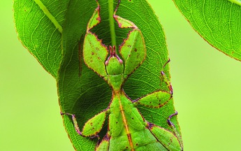 Thiên nhiên hoang dã qua ống kính Macro: 
Những bậc thầy ngụy trang