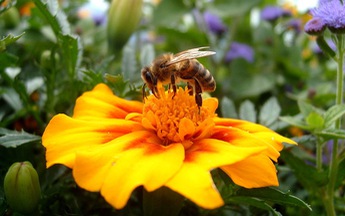 Khi loài ong kêu cứu