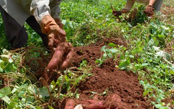 Khoai lang bạc tỉ