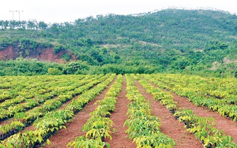 Qua vùng cao su Tây Bắc