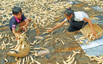 "Chái pấu chịt Sa"