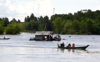 Mùa lũ ngóng cá linh về