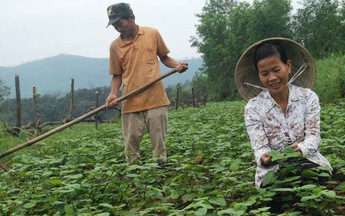 Vườn cây thuốc nam ở Phú Lâm