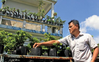 Đưa bonsai "lên trời"