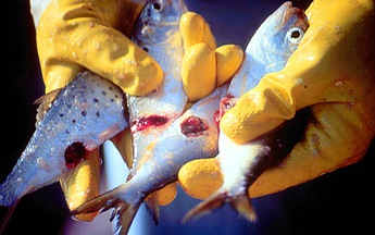 “Tảo ma” và vụ cá chết hàng loạt ở Mỹ