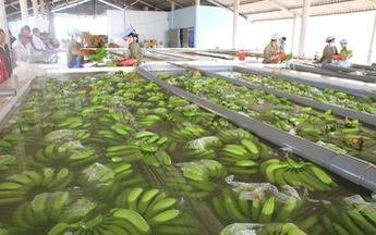 Làm gì để thay đổi diện mạo rau quả Việt Nam trên thị trường quốc tế ?