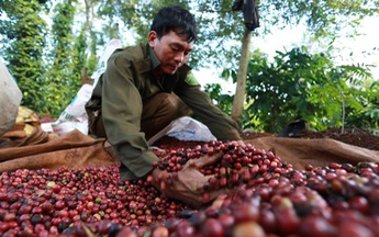 Xuất khẩu cà phê: Chủ quan là mất tiền