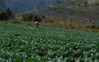 “Làng Đà Lạt” trên đất Măng Đen