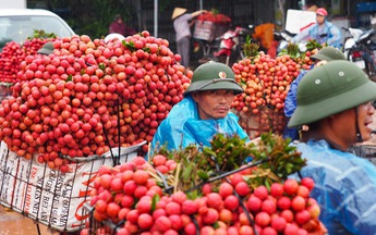 Hành trình quả vải