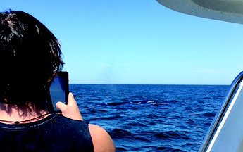 Ra biển xem cá voi, trèo đèo ngắm khuynh diệp