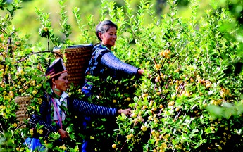 Quả sơn tra - chát chua đổi phận ngọt ngào