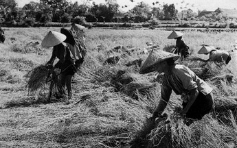 Huyền thoại “một ăn ba trăm” hay ảo giác về năng suất lúa ở đất phương Nam
