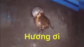 2 con ếch tranh nhau tán em Hương