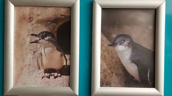 Độc lạ: Những con chim cánh cụt "ngoan" và "lầy lội" nhất hành tinh