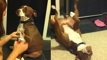 Chú chó giả vờ ngất xỉu khi bị cắt móng chân