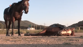 Chú ngựa giả chết để 'trốn việc'