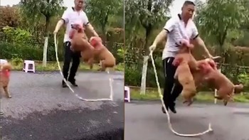 Đàn chó cưng nhảy dây cùng chủ