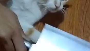 Mèo lập tức ngoan ngoãn cho chủ cắt móng chân khi thấy dao