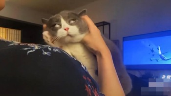 Chú mèo lé mắt khi được ngoáy tai