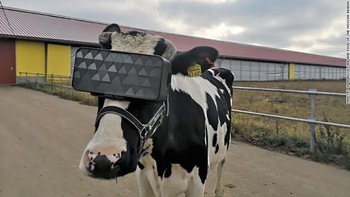 Cho bò sữa đeo kính thực tế ảo để tăng sản lượng sữa